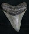 Nice Megalodon Tooth - South Carolina #11069-1
